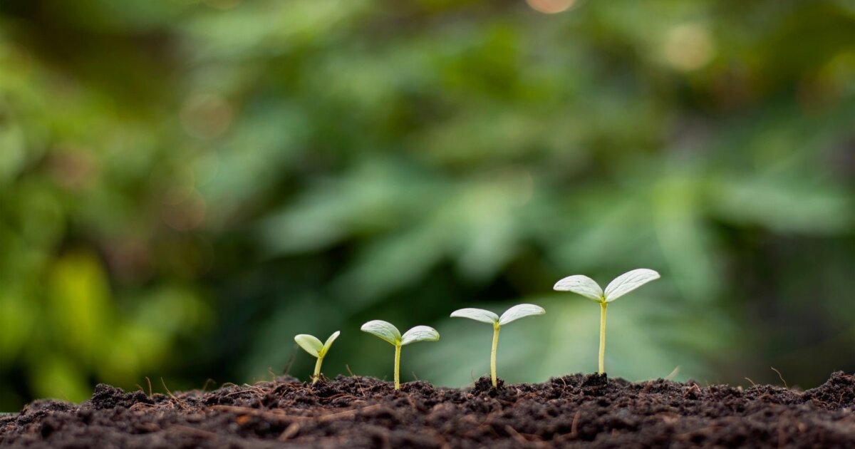 does cigarette ash help plants grow Caught my dad ashing his cigarettes into my potted plants. None that produce food. Do I need to stop him? : r/houseplants Tobacco and the Environment -