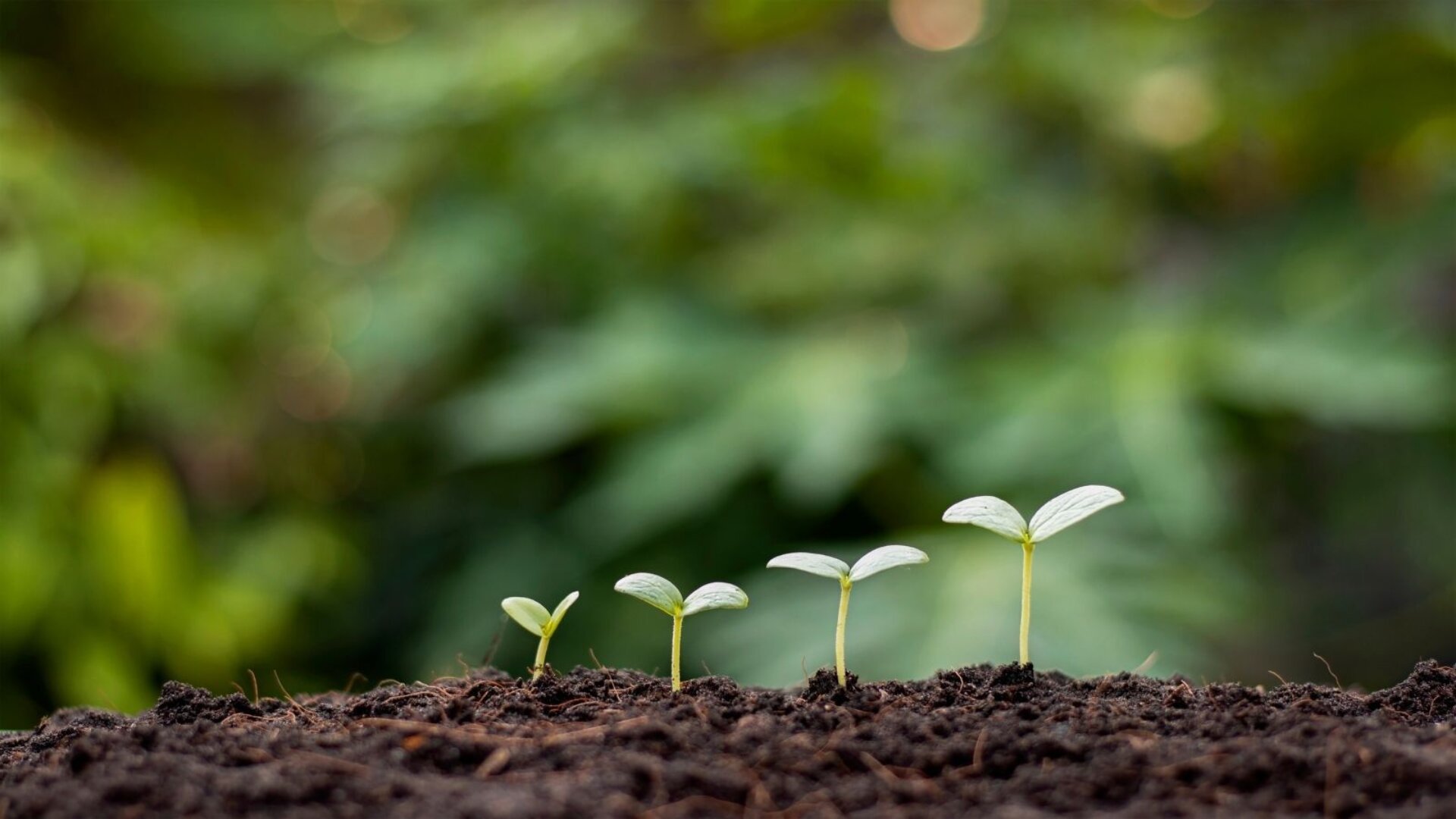 is tobacco ash good for plants Tobacco and the Environment is tobacco ash good for plants Tobacco and the Environment